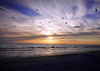 A sunset over calm waters and soft sand creating a beautiful orange and blue colors with a colony of seagulls flying above.