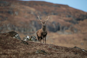 A Red Deer stag standing on a hill. Taken in Scotland