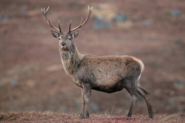 A close-up of a Red Deer stag. Taken in Scotland