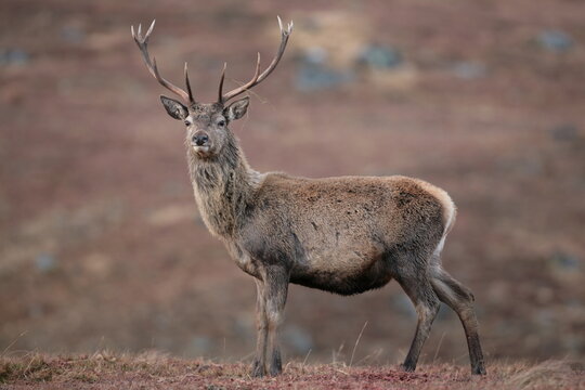 A close-up of a Red Deer stag. Taken in Scotland © Stefon Linton