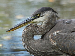 Grand héron bleu dans toute sa beauté