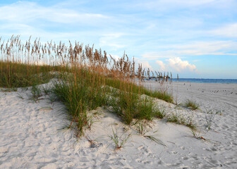 A dune of beachgrass on pa white sandy beach blowing in the breeze agains a cloudy blue sky and...