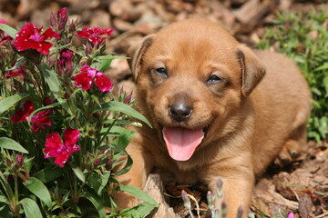 cute happy puppy with tongue out and red flowers