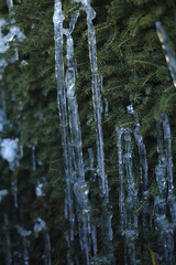 Icicles on fir branches.Freezing. Frosty weather. Winter nature background. Winter weather
