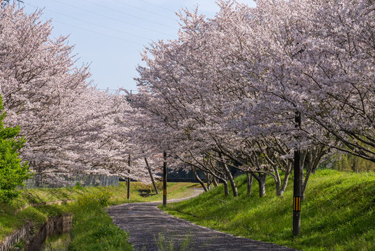 Photos of cherry trees in full bloom.