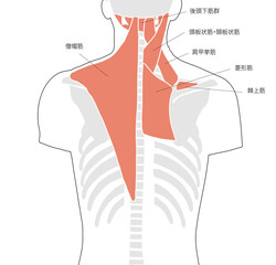 背中と肩にある筋肉のイメージ図と名称 - obrazy, fototapety, plakaty