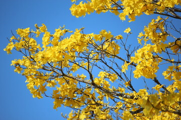 beautiful yellow flowers 