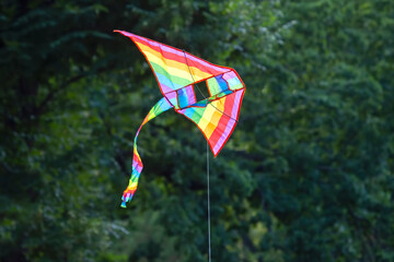 Colored flying kite flies against the background of trees. Leisure and outdoor recreation