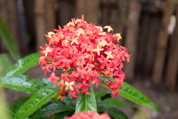 Close up  Red Flower, Jungle geranium