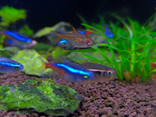 Neon Tetra fish swimming in the aquarium