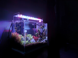 Dutch style theme aquascape