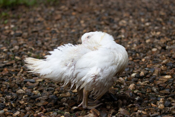 Close up White duck resting on the ground