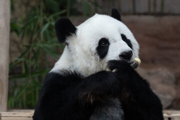 Fototapeta premium Cute Fluffy Panda Eating Bamboo Shoot