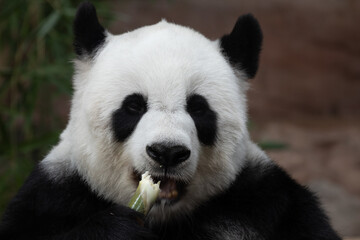 Naklejka na ściany i meble Close up a portrait of Sweet Panda 