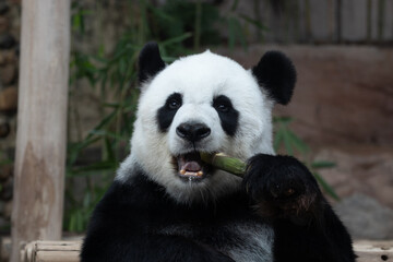 giant panda eating bamboo