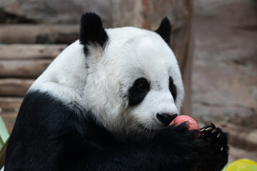 Happy Panda with a Red Apple