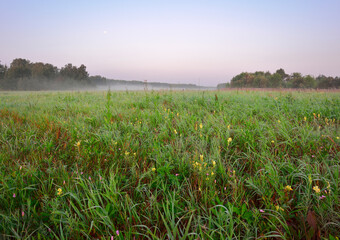 Early morning on a green meadow