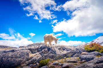 High Alpine Mountain Goat