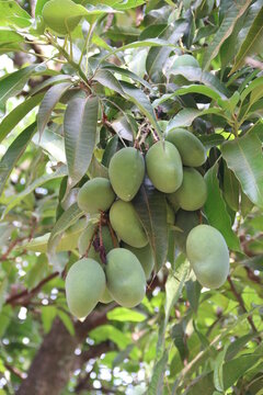 Mango, Green Fruit - Manga, Fruta Verde - By Bysmarks Gonçalves