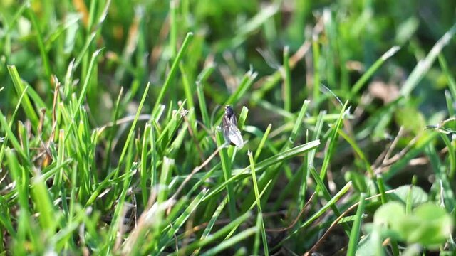 Lasius flavus yellow ant queen taking of green grass in the sunset close up