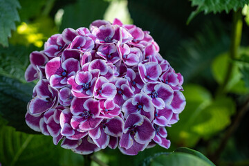 close up of a beautiful blooming hydrangea flower with pink and white petals