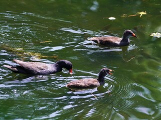 百合が原公園の可愛い小鳥たち