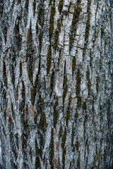 texture background of a rough tree bark surface