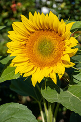 close up of a beautiful yellow sunflower blooming under the sun
