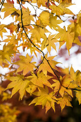 Fototapeta na wymiar 日本の秋　紅葉の風景