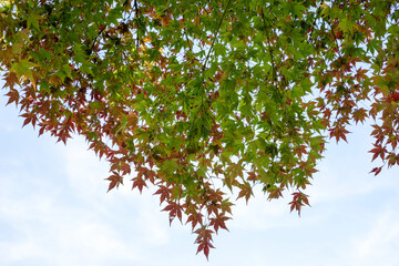 日本の秋　紅葉の風景