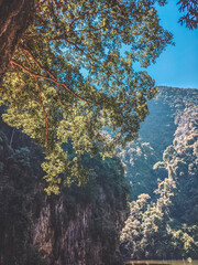 autumn in the forest