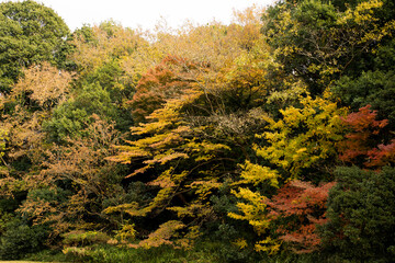 日本の四季　色づく森