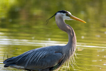 great blue heron
