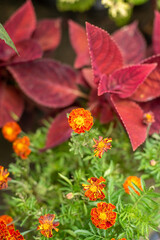 red and yellow flowers