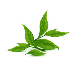 Tea leaves green. Indian Ceylon or Chinese green tea leaf with stems, isolated on white background. Realistic 3D Vector illustration