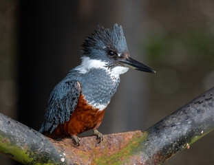 kingfisher on branch