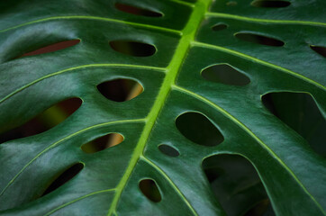 Fototapeta na wymiar The beautiful green leaf background