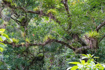 Dramatic image of parasite plants growing on trees in the Caribbean mountains of the Dominican Republic.