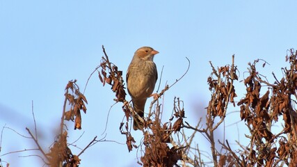 red tailed hawk