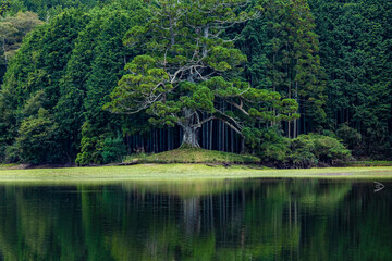 岩尾池の千年杉