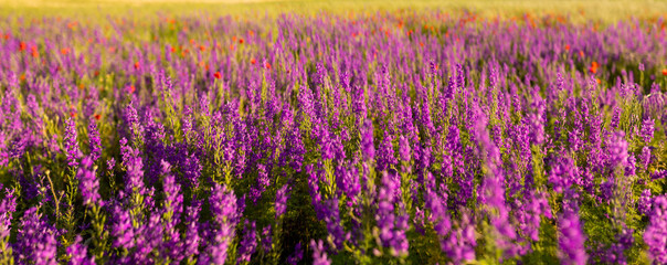 Naklejka premium beautiful field of wildflowers. selective focus
