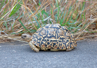 Leopard Turtle in Kruger National Park South Africa RSA