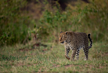 Fototapeta na wymiar A leopard in Africa 