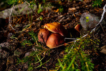 High Altitude Mushrooms - Utah, USA