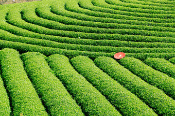 Red umbrella on tea field in Moc Chau Highland, Son La province, Vietnam