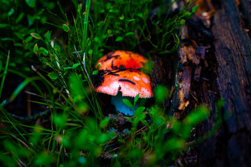 High Altitude Mushrooms - Utah, USA