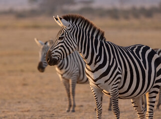Obraz na płótnie Canvas A Zebra in Africa 