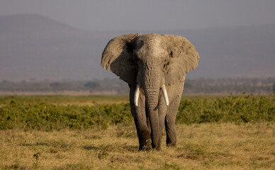 Obraz premium An elephant in Africa 