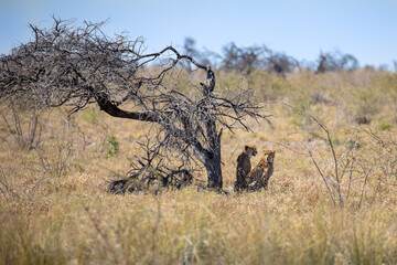 Cheetahs in the Wild of Etosh National Park Africa Namibia