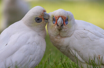 Corella Parrot playing